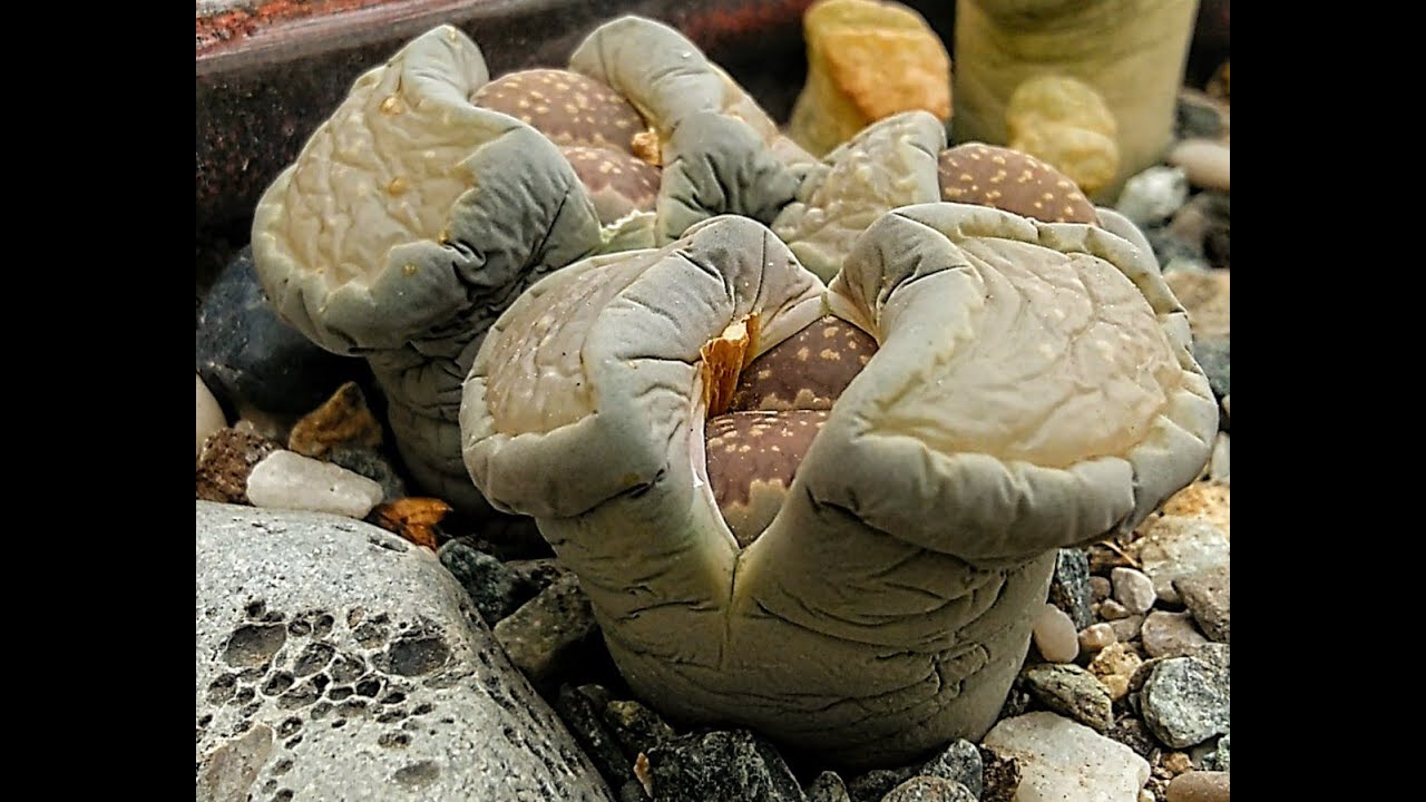5. Lithops  salicola