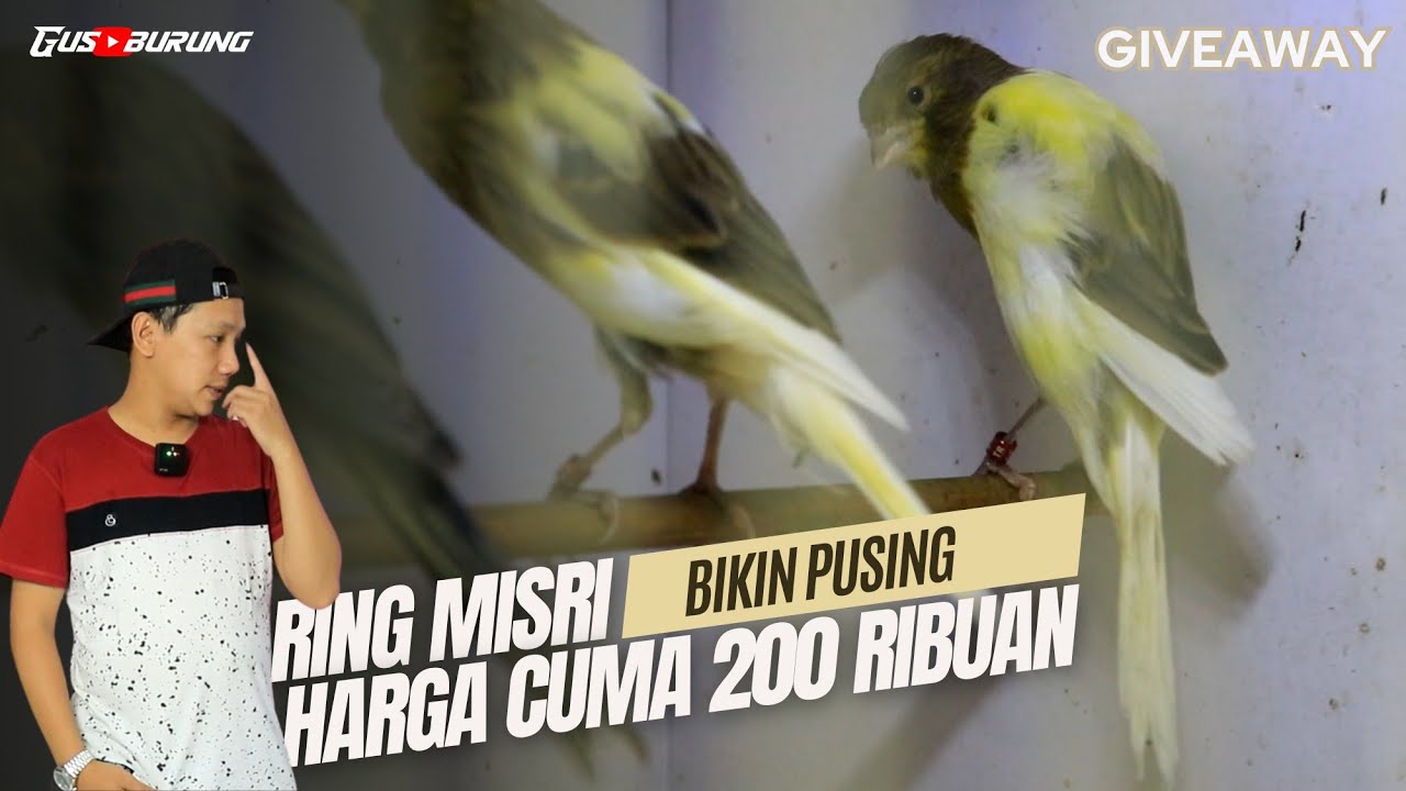 INI DIA❗KENARI HYBRID RING MISRI !! COCOK LANGSUNG BAYAR
