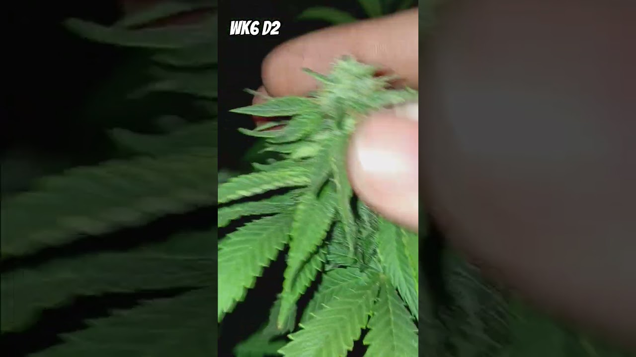 Ricky's hashplant and flower tent update