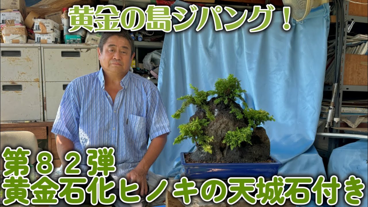 【盆栽】第８２弾　黄金石化ヒノキの天城石付き【黄金の島ジパング！】