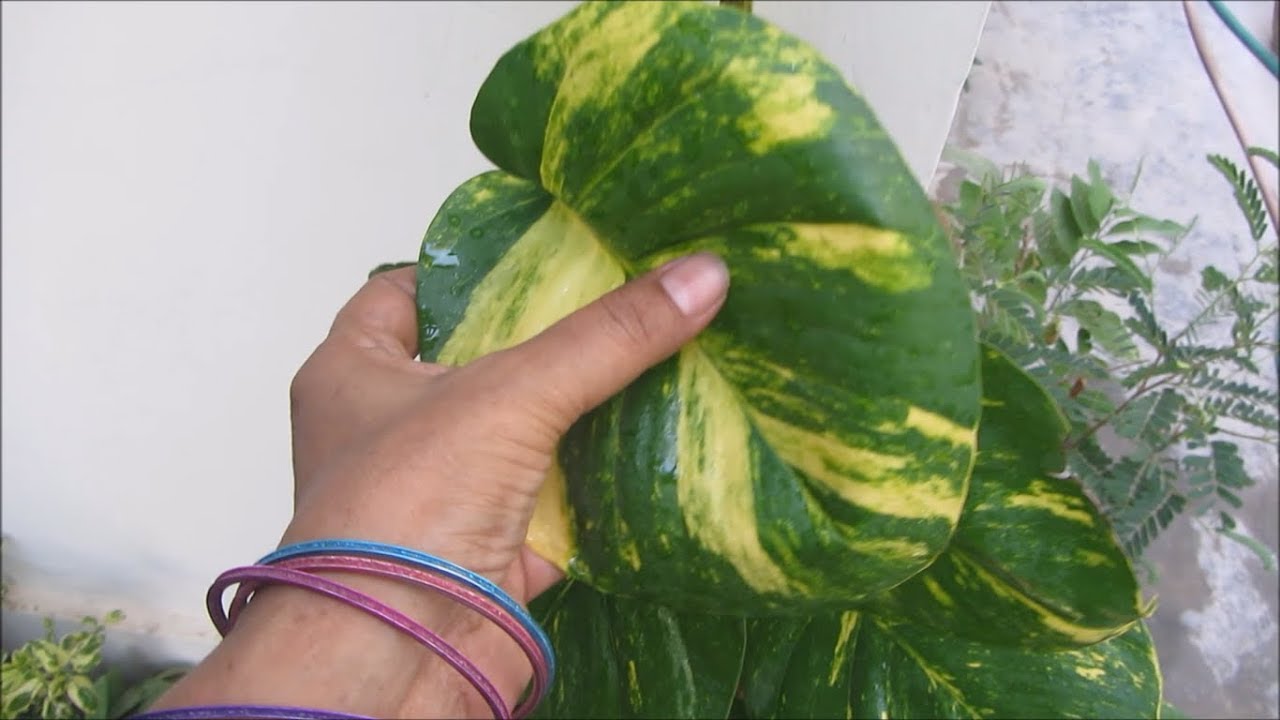 Effective Tips On How To Get BIGGER LEAVES - Money Plant | Caring Tips