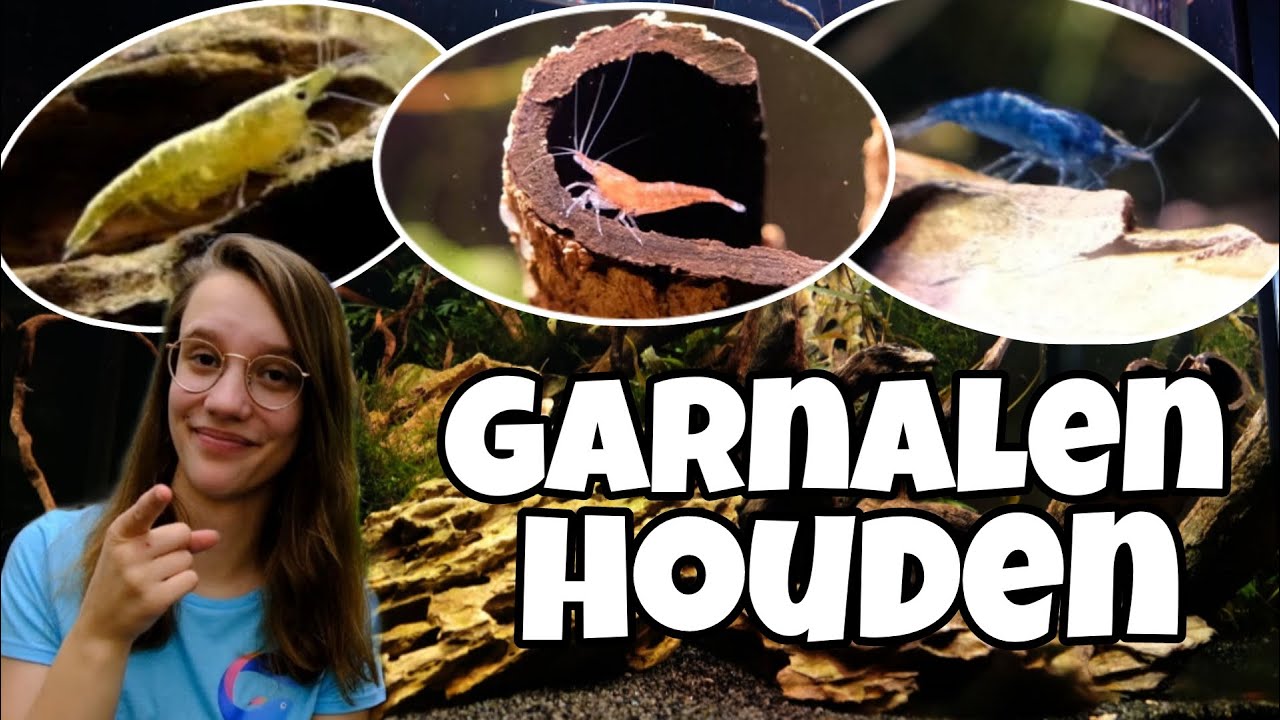 DIT is nodig voor een GARNALEN AQUARIUM!  //Nickey//