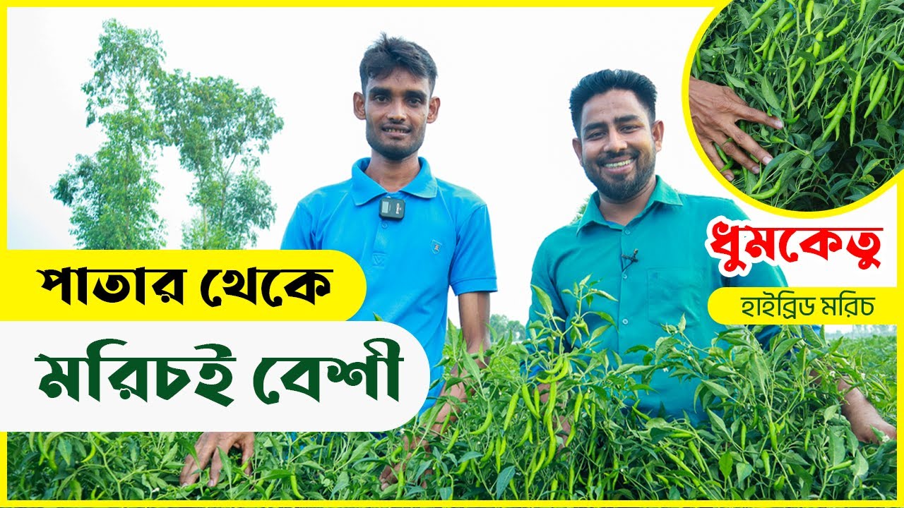 অন্য জাতের তুলনায় মণপ্রতি  ৪০০ টাকা বেশী পাচ্ছেন ''ধুমকেতু'' জাতের মরিচে !  এগ্রো-১ সীড