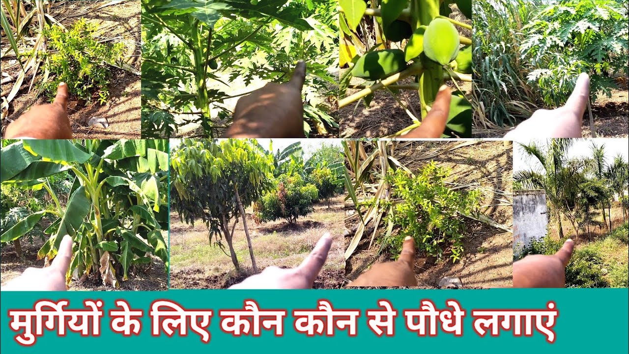 poultry free range farming।।poultry free range।।free range poultry farming in india।।murgi ka chara।