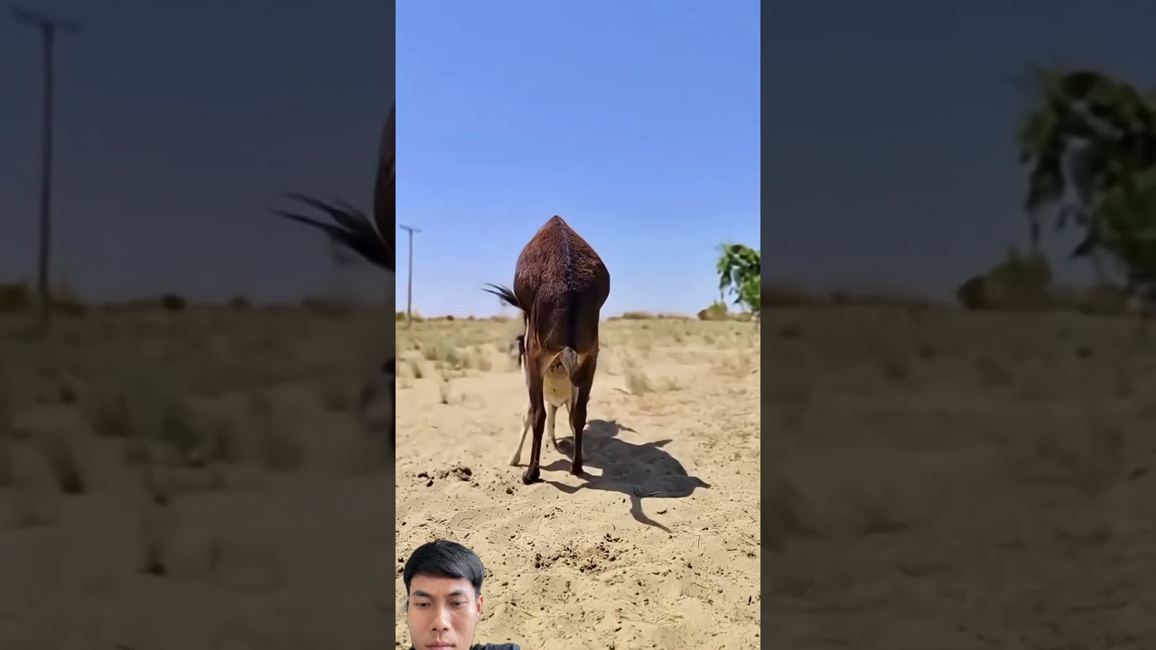 #animals #goat #funnyanimals #cow #farming #wildlife #trending #donkey  #horse #equestrian