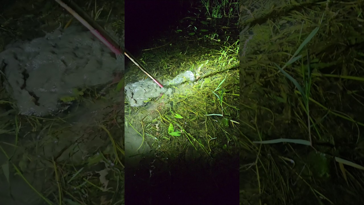 Night Fishing | Traditional Fishing 🌻 (part_6) #fishing #nightfishing #shorts #shortsfeed #bigfish