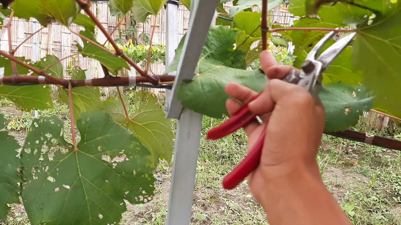 pruning pembuahan anggur jupiter mode 3 mata tunas part.1