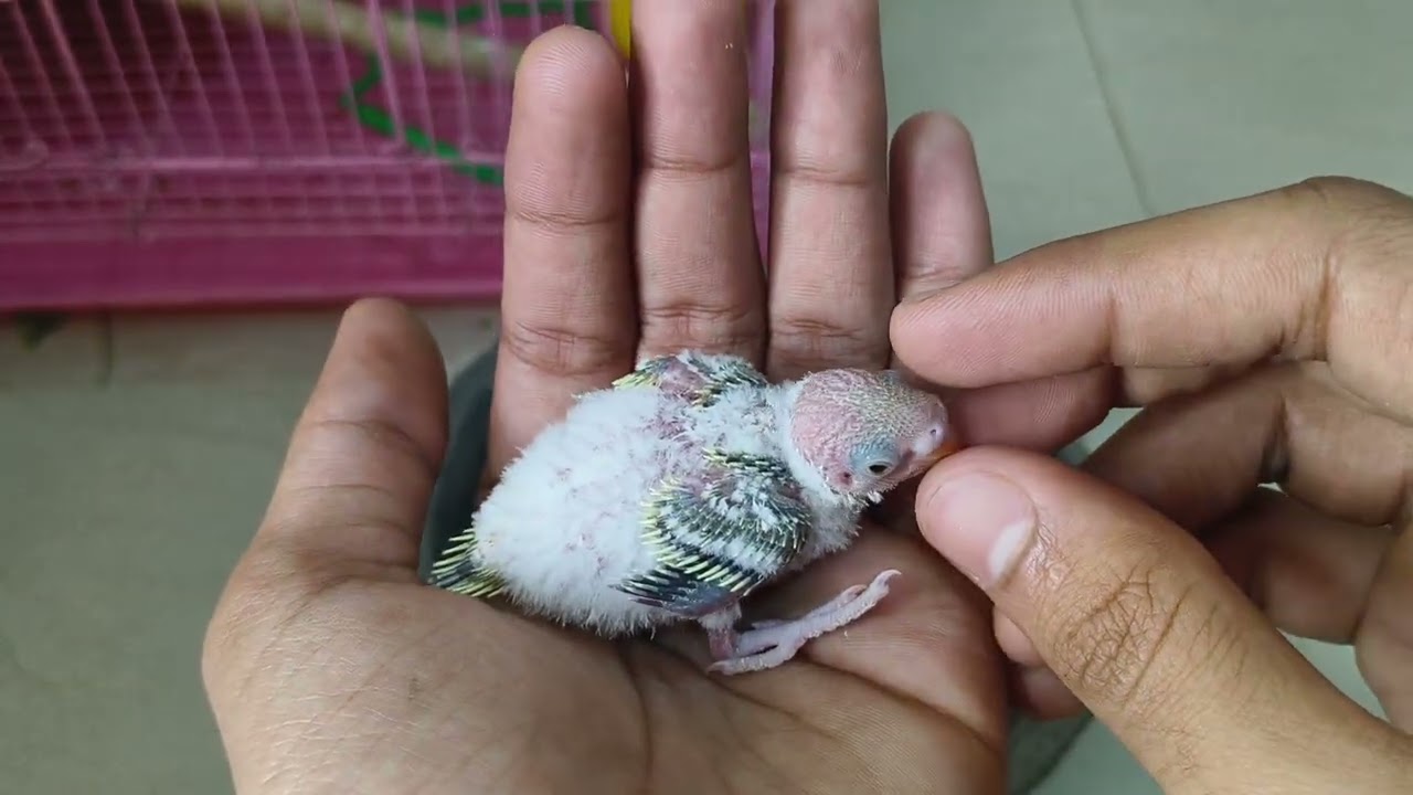 Cute Lovebird Baby Growth Journey 🐣 | Daily Care, Feeding & Family Moments | Lovebird Baby Vlog