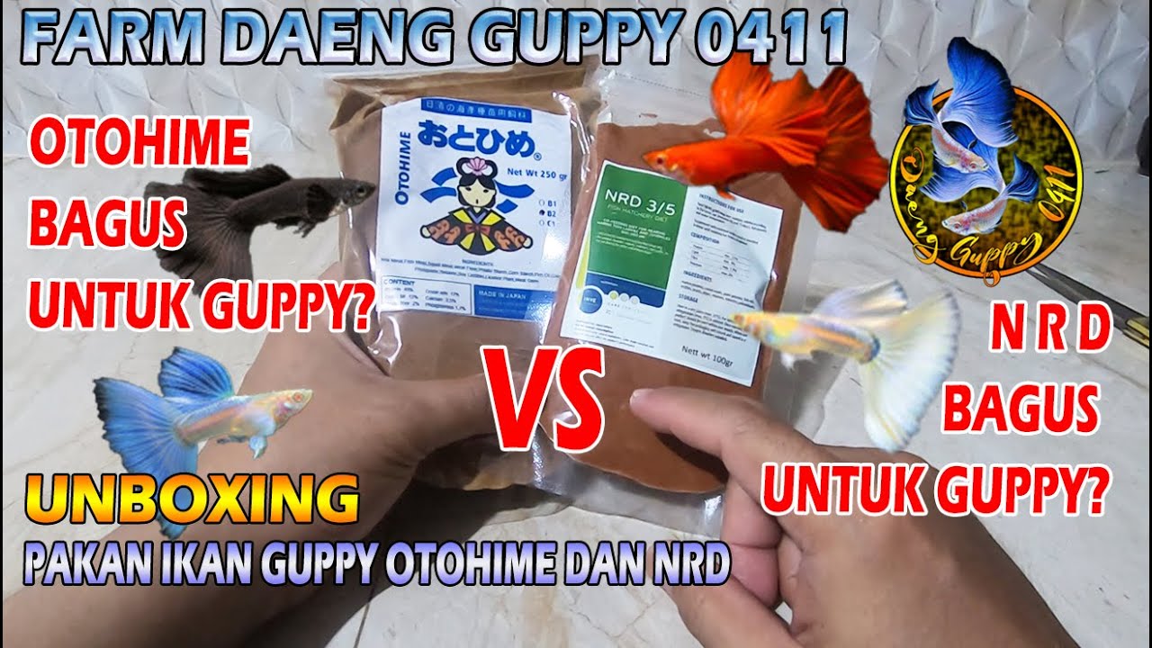 UNBOXING PAKAN GUPPY TERBAIK DI KELASNYA