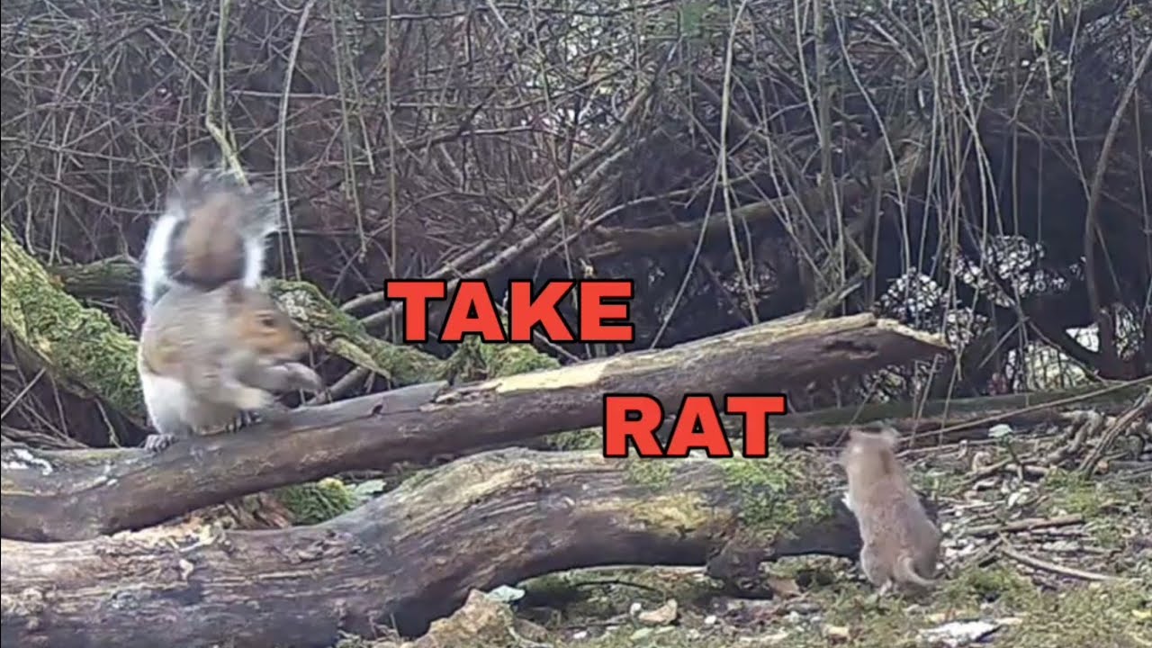Wildlife Trail Camera Footage Norfolk UK. Rat meets Squirrel.