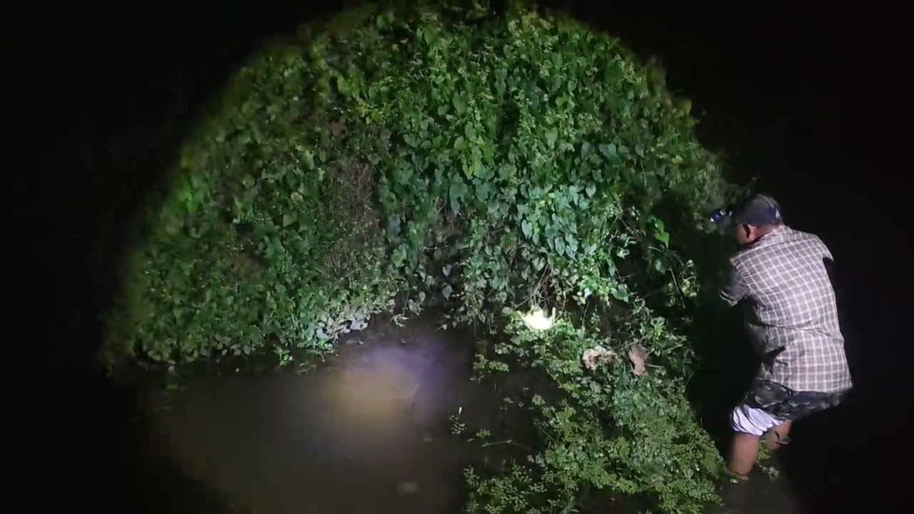 പൊറൂർ പോളാട്ട് തൊട്ടിൽ നിന്ന് പിടിച്ച മലപാമ്പ്