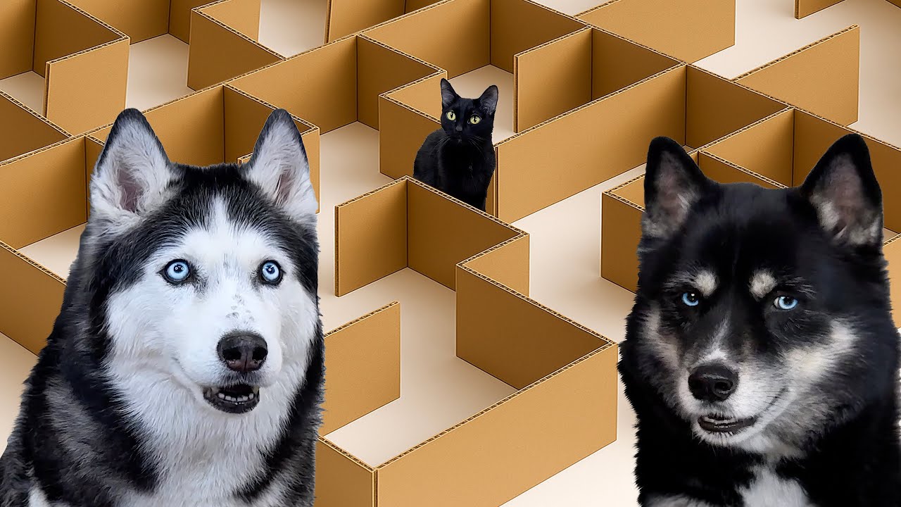 Новый ЛАБИРИНТ для Собак и Кошек! Кто первым найдет выход?