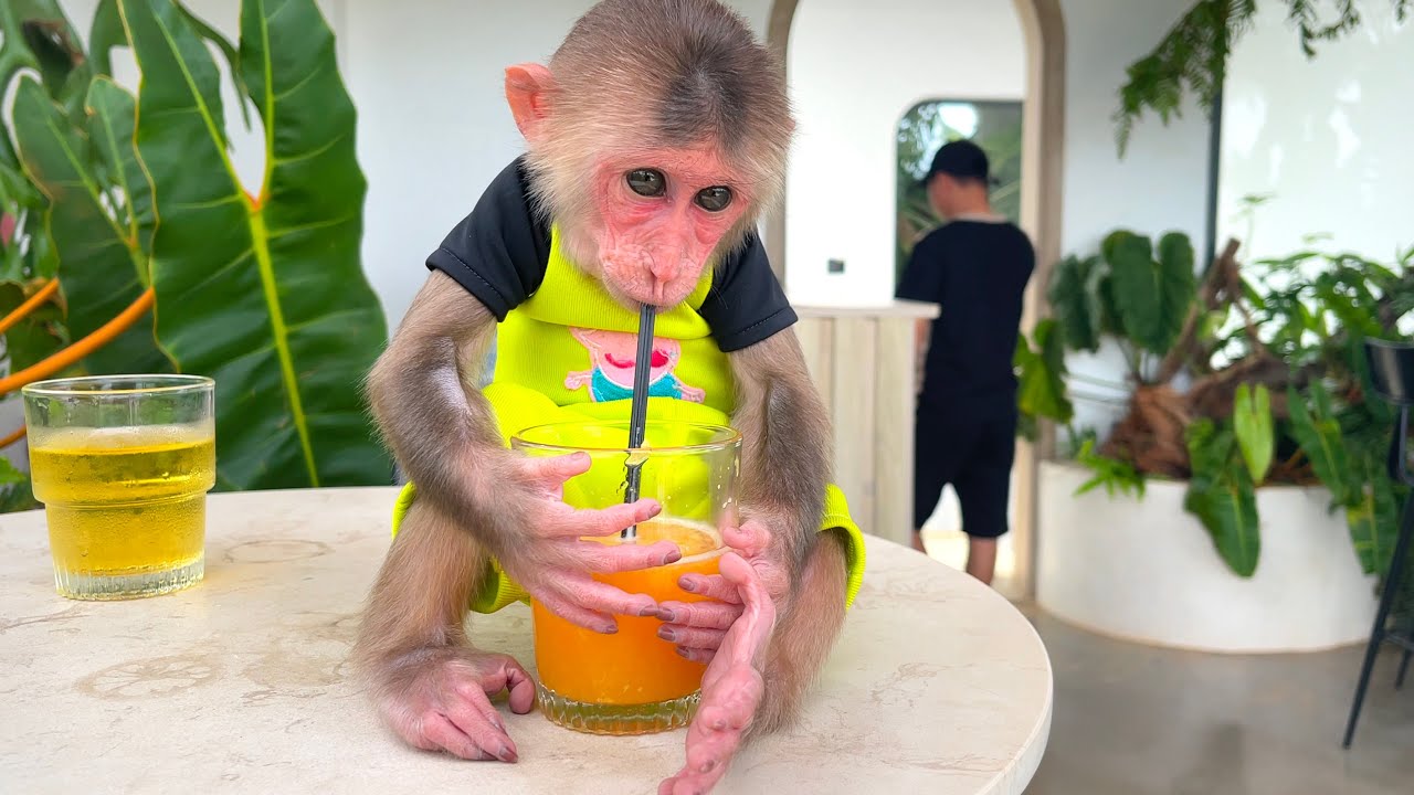 If you sad &ndash; watch this video now! CUBIS monkey relax