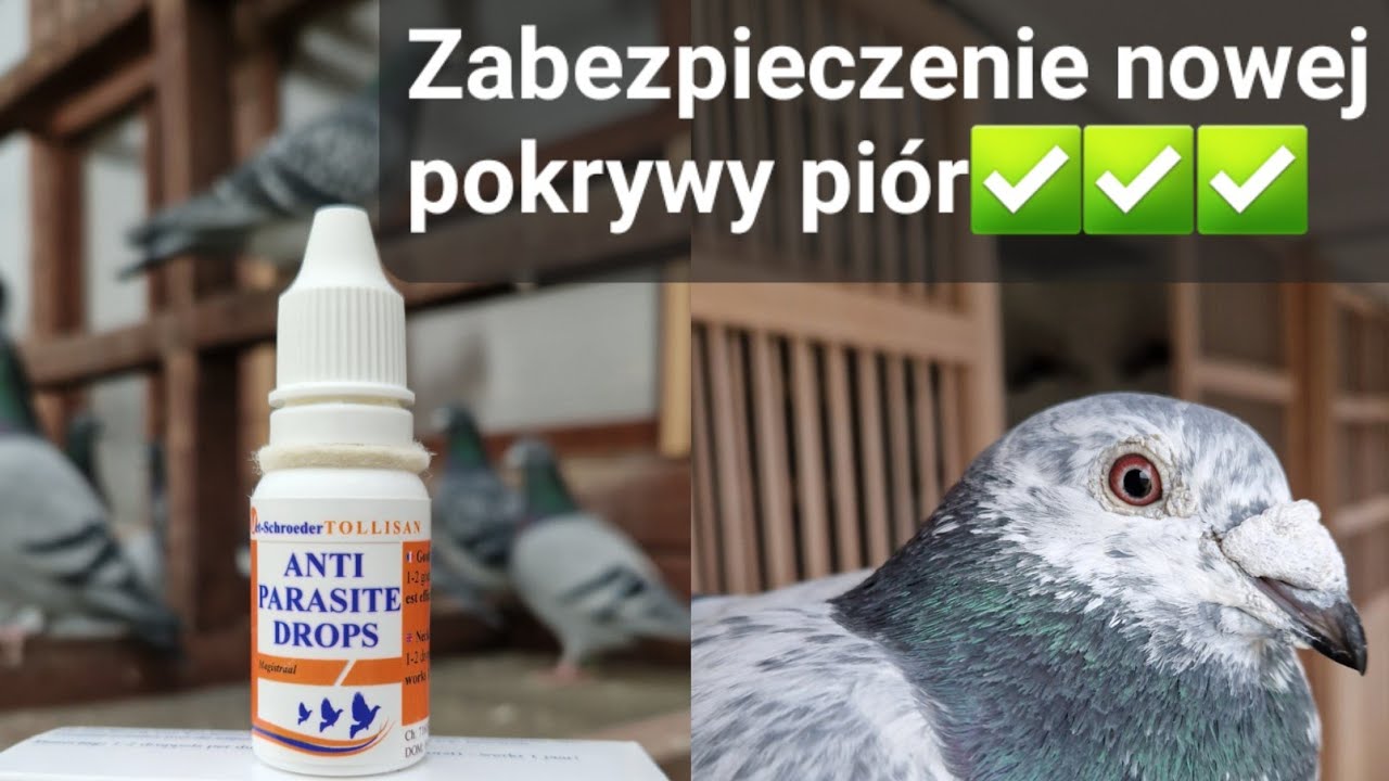 ZABEZPIECZENIE NOWEJ POKRYWY PIÓR PRZED INSEKTAMI ✅️ KROPLE NR. 1🔥 🔥🔥 Gołębie Pocztowe
