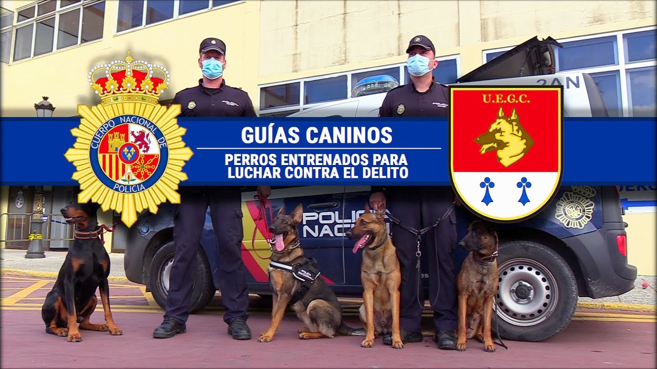 Perros policías entrenados para luchar contra el delito