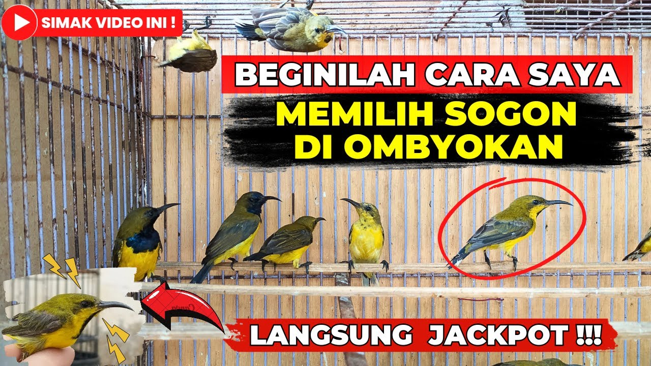 CARA MEMILIH SOGON DI OMBYOKAN❗DENGAN CARA INI PASTI DAPAT PROSPEK DAN BAGUS❗