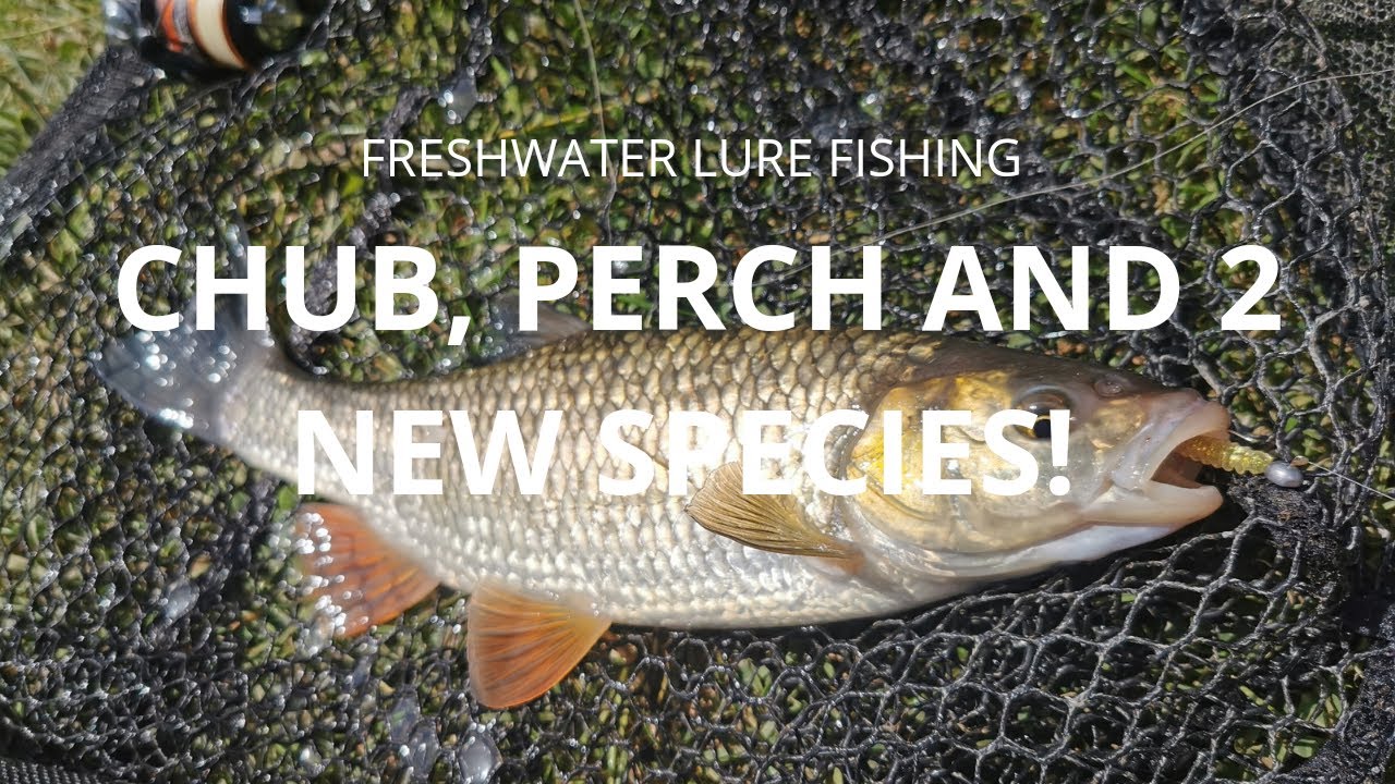 Freshwater Ultralight Lure Fishing - Chub, Perch and 2 New Species!