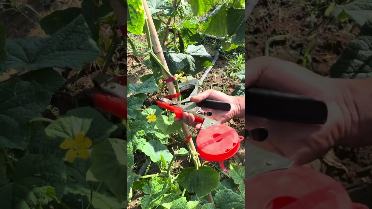 Smart Agricultural Inventions: High-Efficiency Plant Tying Machine for Vine Support! #shortspp