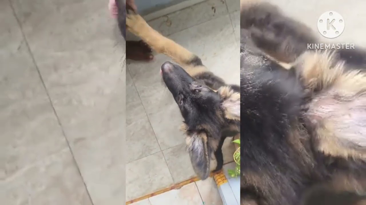 #8142574628#germanshepherd #dogbreed #pets #reels #viralvideo #support #telugu #sale #cute #puppy 