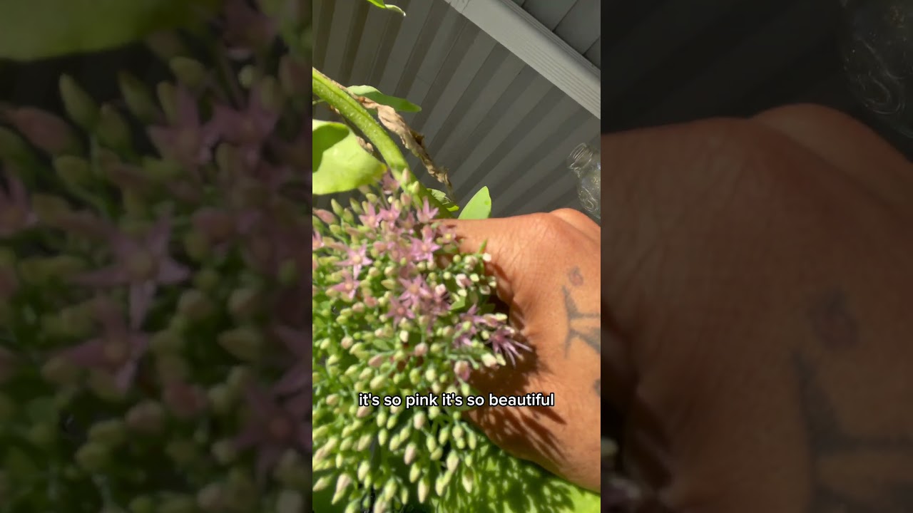 I call them the Pink Pixie Flower #urbangardenpapi #gardening #shorts #pixie #plants #garden