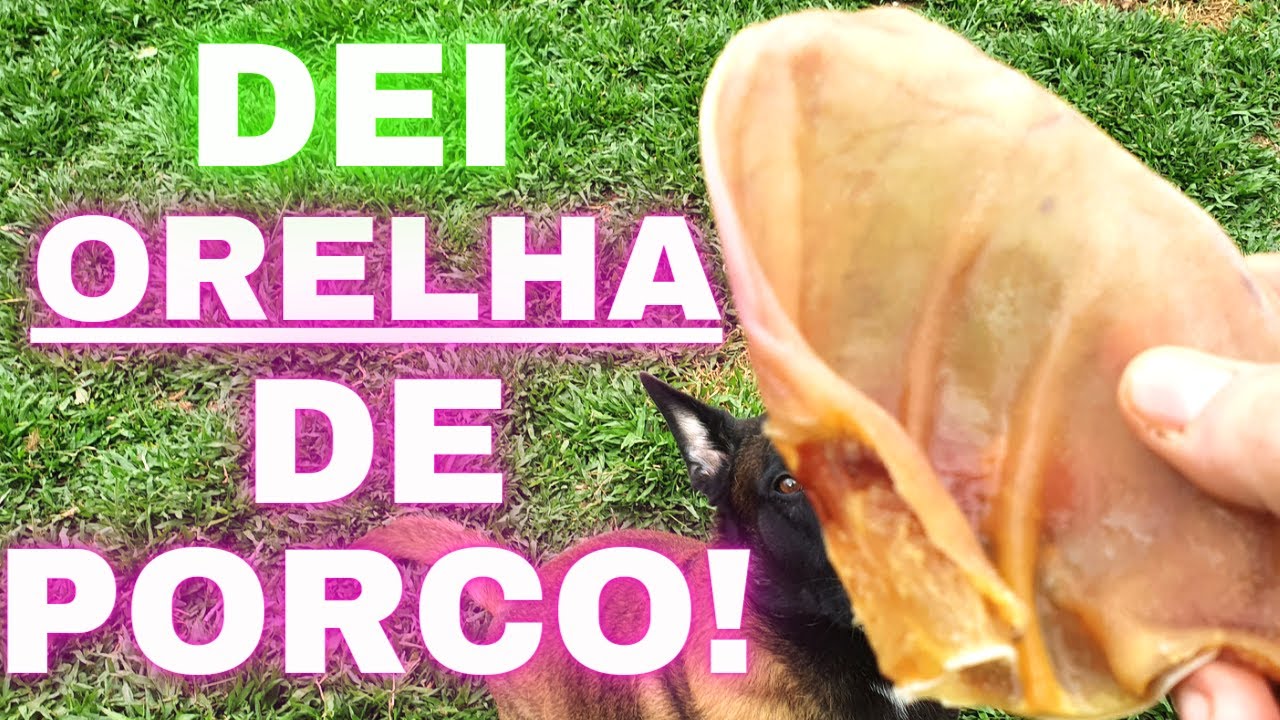 Alimentação Natural para cachorro - O PODER DA ORELHA DE PORCO! ✅Dei para meu cão!