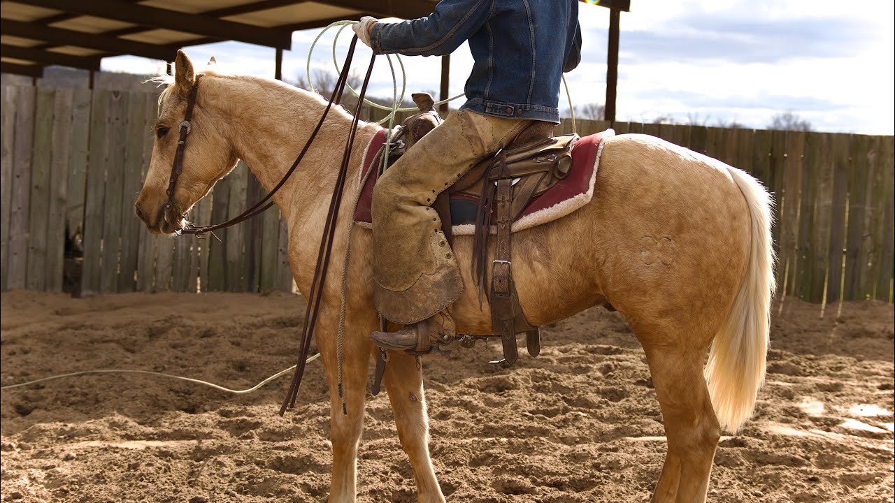 IRISH ON ICE “Popcorn” 2023 Palomino Gelding— owned and raised by Plum Broke Farms 
