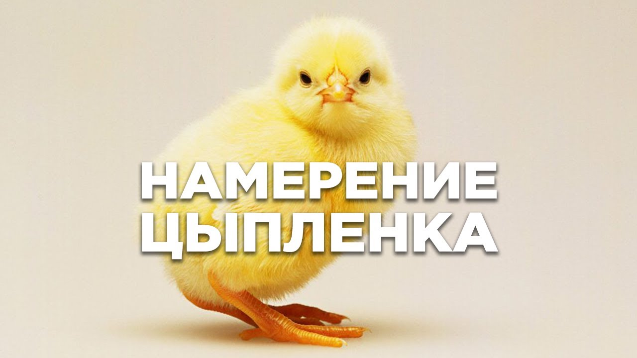 Сила намерения. Сила мысли. Удивительный эксперимент. Рене Пиош. Цыпленок и робот.