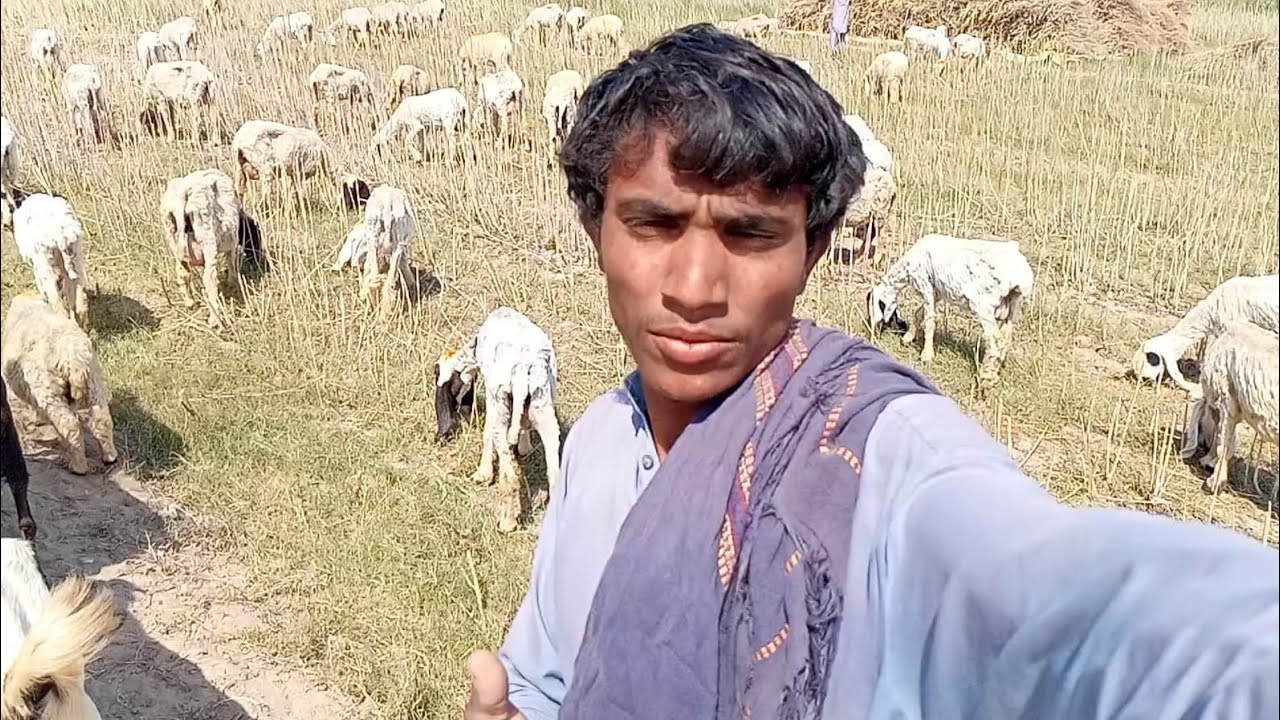 Sheep are grazing in a mustard field in pure desert 🏜️ village 🏡