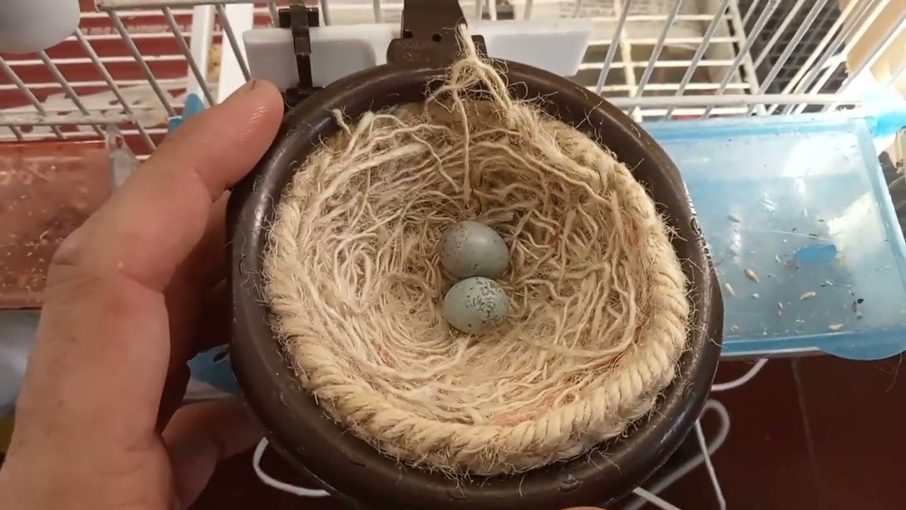 🧑‍🔧Truco para saber si el pichón está vivo dentro del huevo.