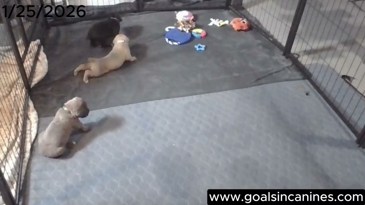Puppy Cam (1/25/26)
