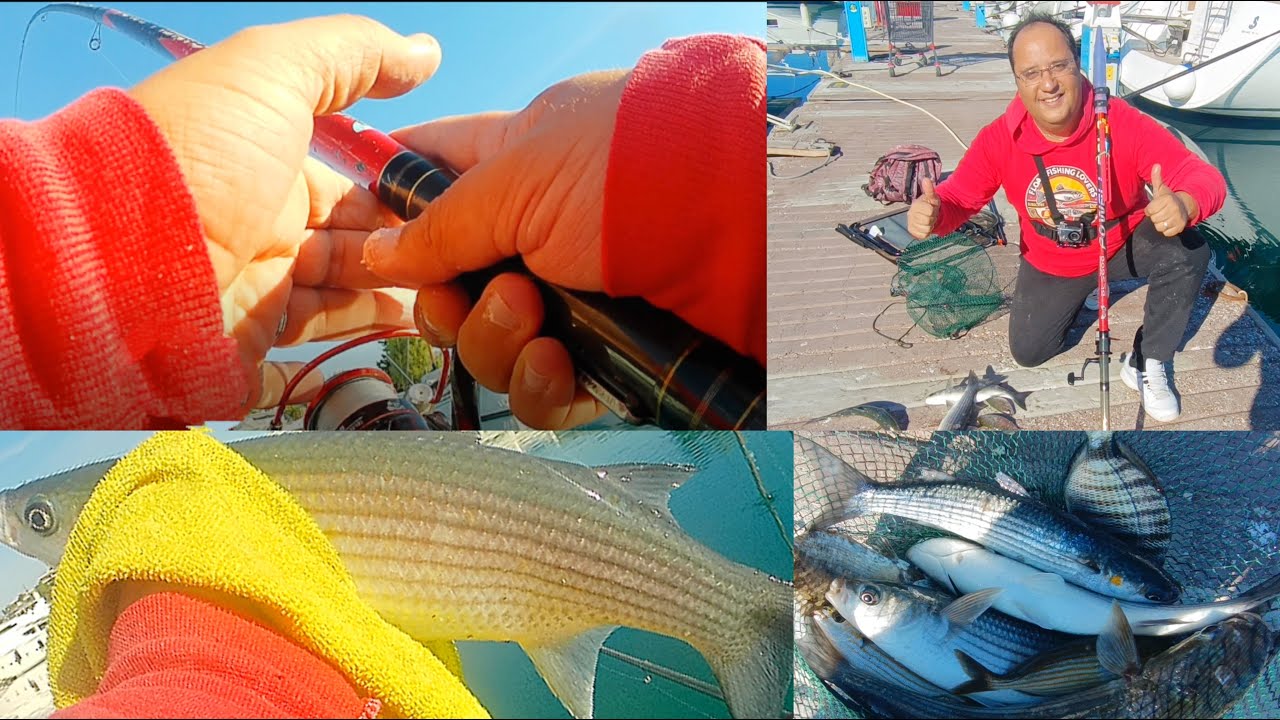 Cefali e salpe e saraghi in porto con la bolognese🐟 Pêche au flotteur au port Mulet, Sar et Saupe.