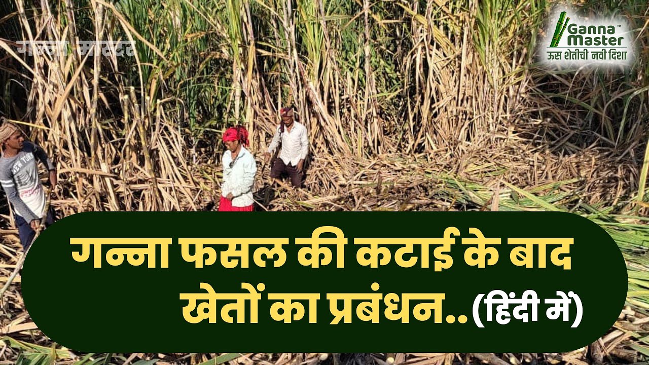 गन्ने का पेड़ी प्रबंधन | डॉ. अंकुश चोरमुले ( गन्ने के जाणकार तज्ञ  ) | गन्ना मास्टर |