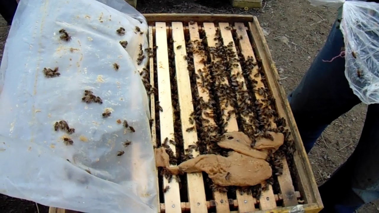 Stimularea familiilor de albine cu sirop la punguta