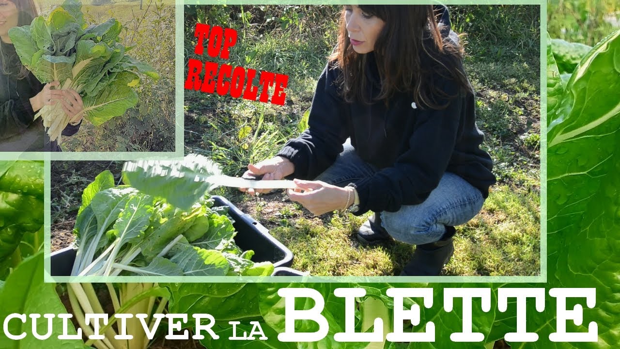 Culture de la BLETTE au POTAGER : Semis, Récolte etc.. [+ Astuce]