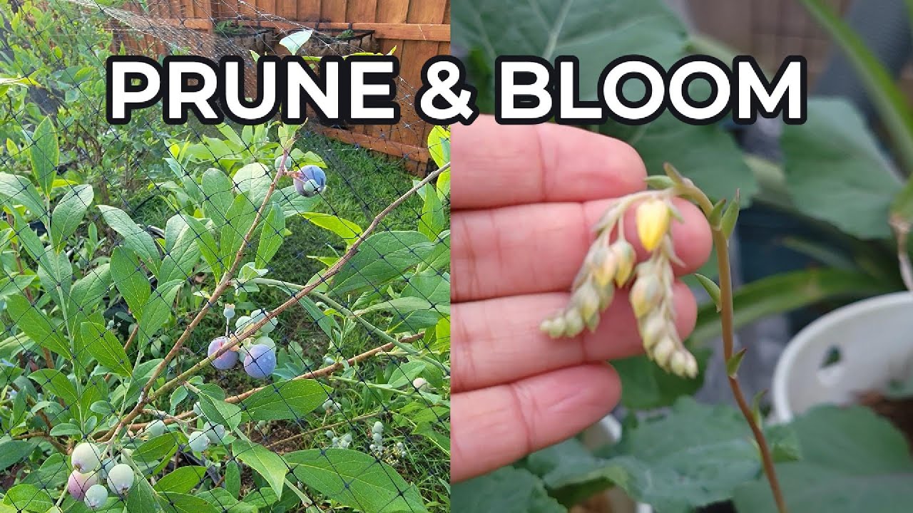 Pruning Blueberry Plants | Enjoying Beautiful Succulent Flowers