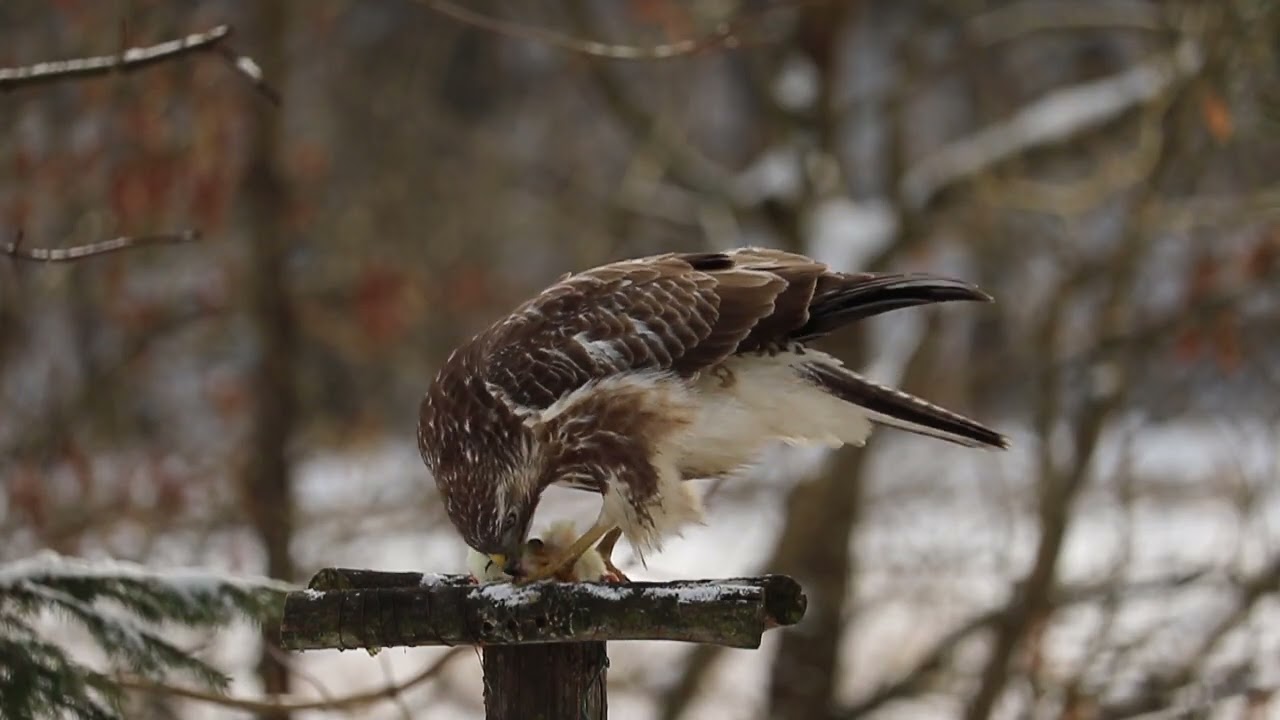 Winter is so hard for birds of prey....!!