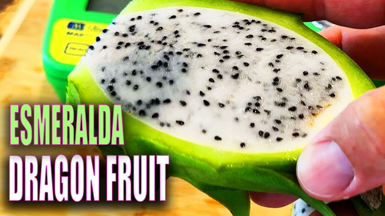 ESMERALDA DRAGON FRUIT TASTE and REVIEW / WHEN is it RIPE?
