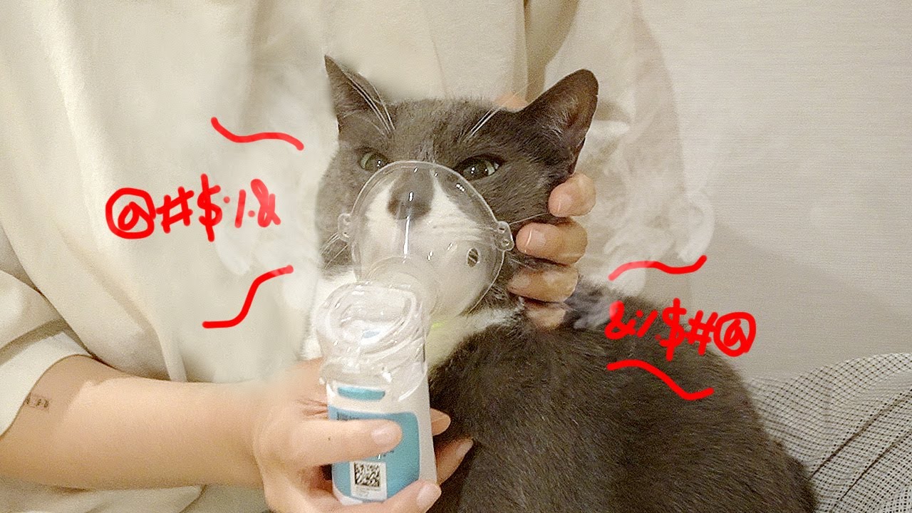 쉴새 없이 욕하면서 네블라이저 받는 고양이