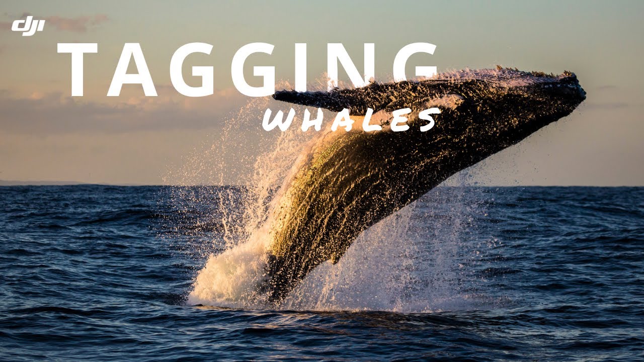 Tagging Whales With Drones