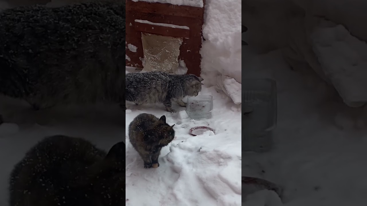 #кошки #бездомныекошки #cats #kindness #добро