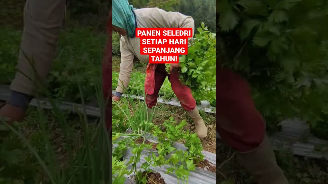 PENAN SELEDRI SETIAP HARI SEPANJANG TAHUN ! #shorts #petani #tanam #sayur #panen #seledri