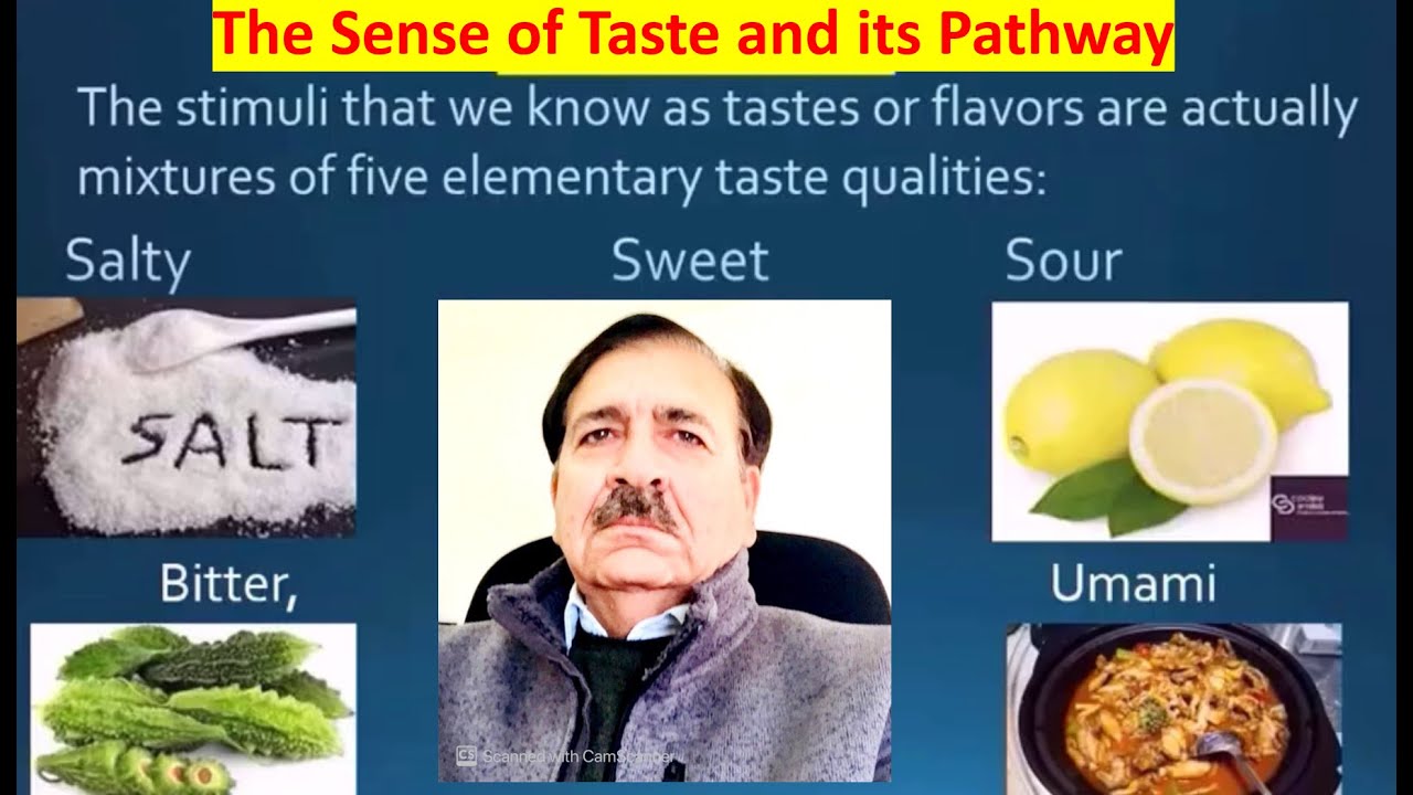The Sense of Taste and its Pathway , Lectures by Dr Alamzeb