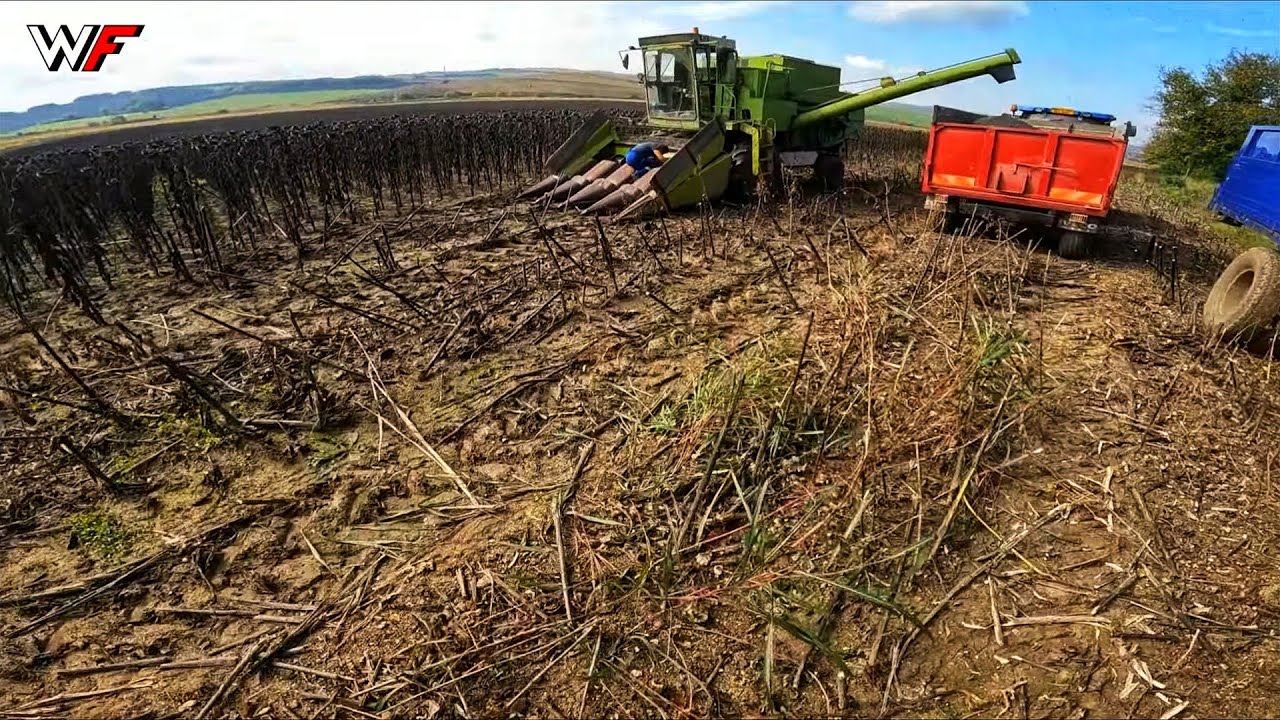 Recoltăm la floare și întâmpinăm o mică defecțiune la combină... #Agro ep.21
