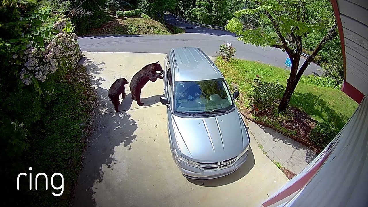 These Clever Bears Know How to Open Car Doors | RingTV