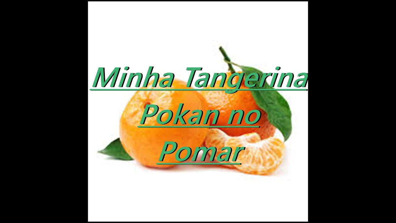Tangerina pokan produzindo !