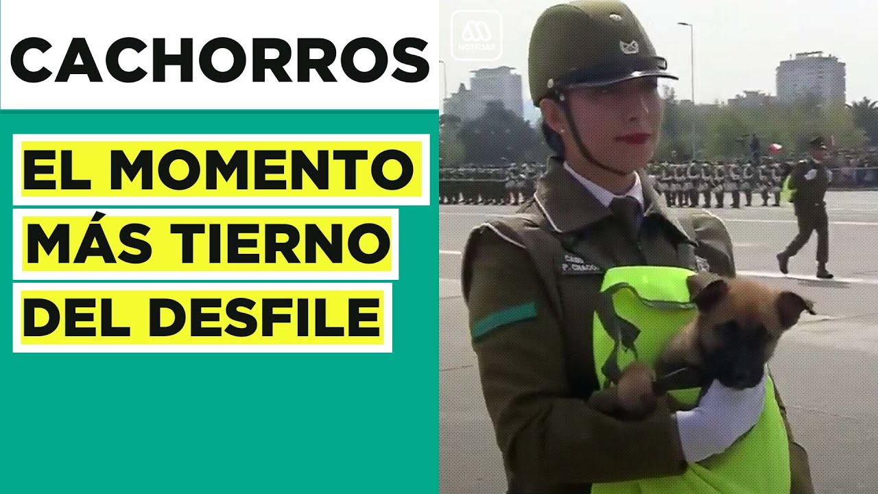 Parada Militar 2022: La presentación de los cachorros de carabineros
