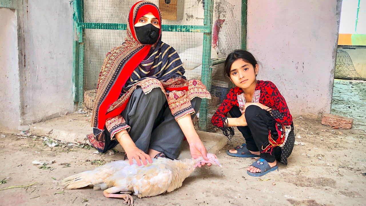ترکی برڈ کو ♥️