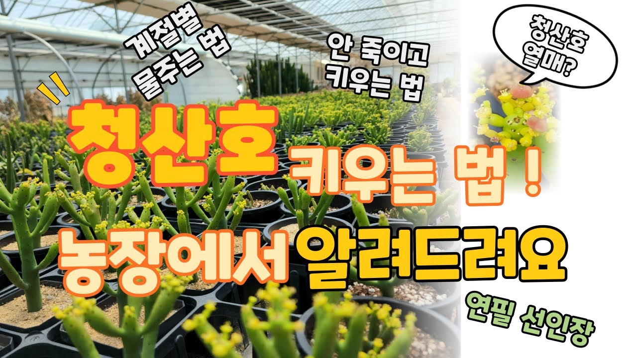 청산호, 연필선인장 죽이지 않고 키우는 법!! 귀여운 티루칼리의 꽃, 잎 그리고 열매!? 구경하세요 (euphorbia tirucali, pencil cactus)