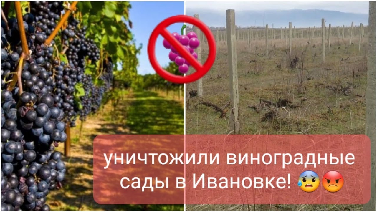 ЧТО СТАЛО С ВИНОГРАДНЫМИ САДАМИ В ИВАНОВКЕ...
