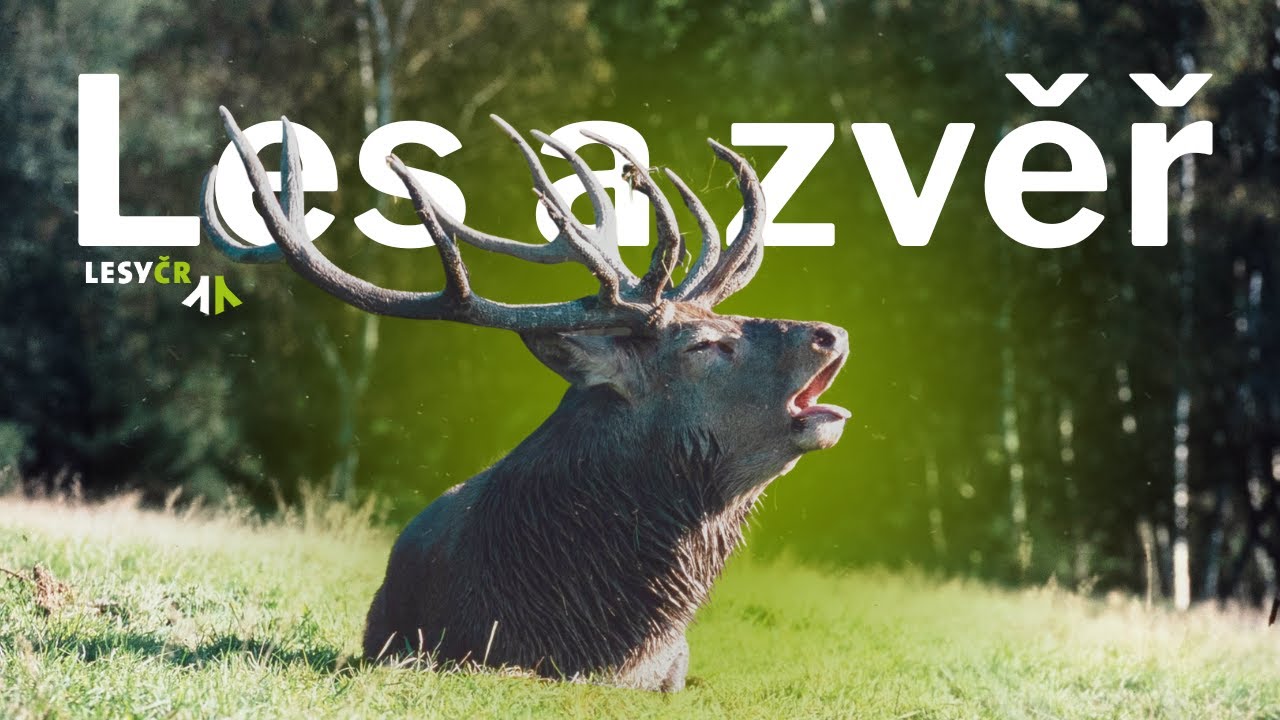 Les a zvěř
